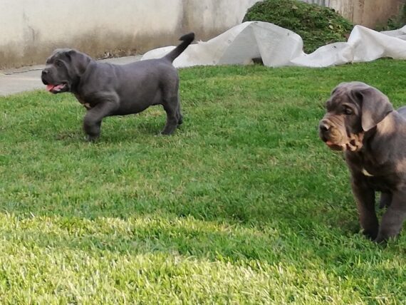 cuccioli di cane corso allevamento "dei Legionari"