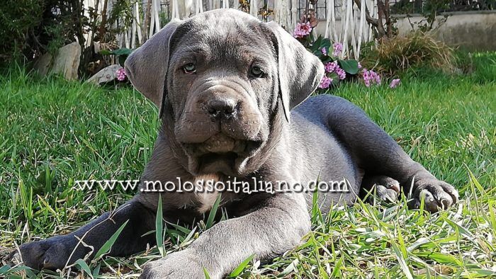 cucciolo cane corso