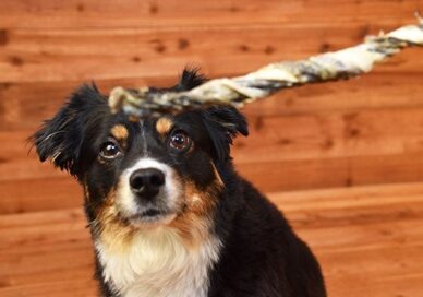 snack per cani di pesce