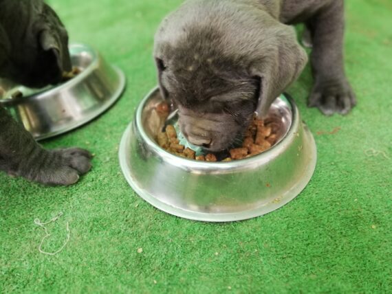 crocchette pressate a freddo per cuccioli
