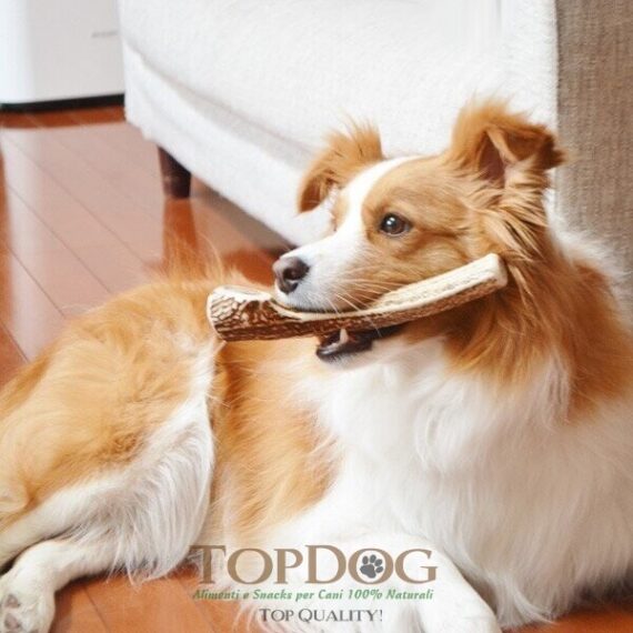 Corno di cervo per cane taglia media - M - immagine 2