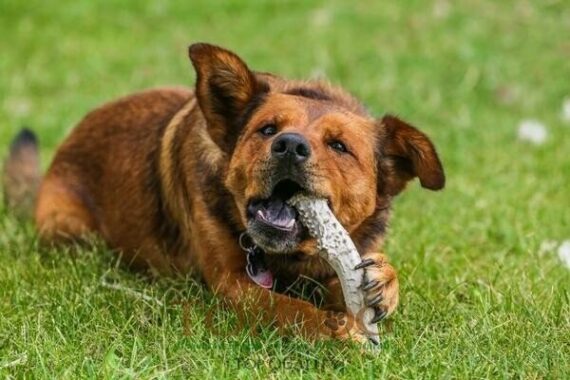 Corno di Cervo per Cani – Taglia Grande XL - immagine 2