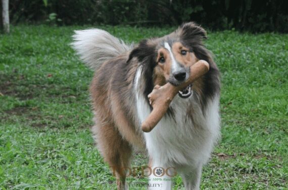 Legno del caffè per cani - L - immagine 3