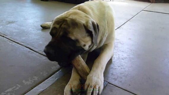Corno di cervo per cani taglia Gigante - XXL -Jumbo - immagine 3