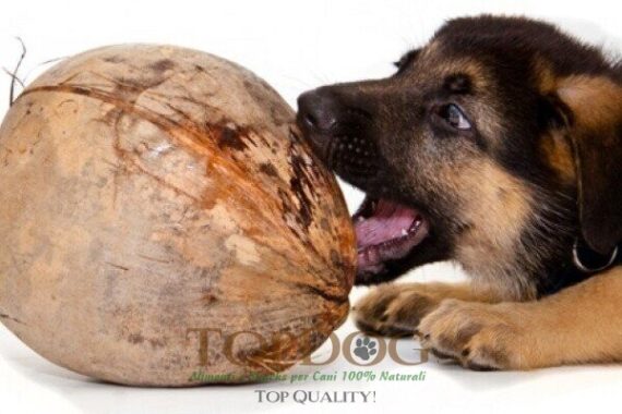 Olio di cocco per cani BIO 200ml - immagine 3