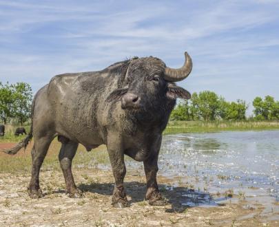 Corna di Bufalo per cani