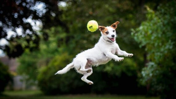 Crocchette Pressate a Freddo per Cani Alta Energia 20 kg – TOPDOG® - immagine 4