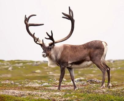 Corna di Renna per cani