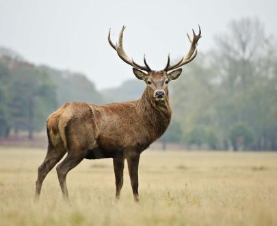 Corna di Cervo per cani