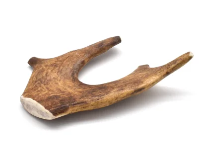 corna di daino per cani