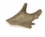 corno di daino per cani