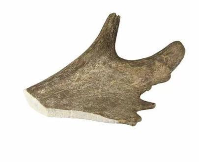 corno di daino per cani