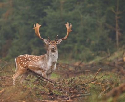 Corna di Daino per cani