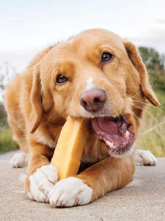 Latte di Yak per cani - XL - immagine 3