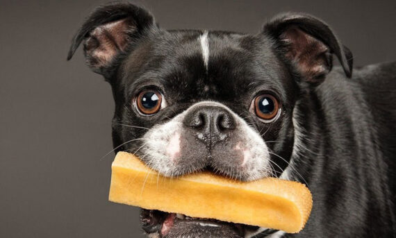 Latte di Yak per cani - XL - immagine 4