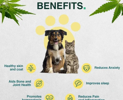 olio di canapa per cani