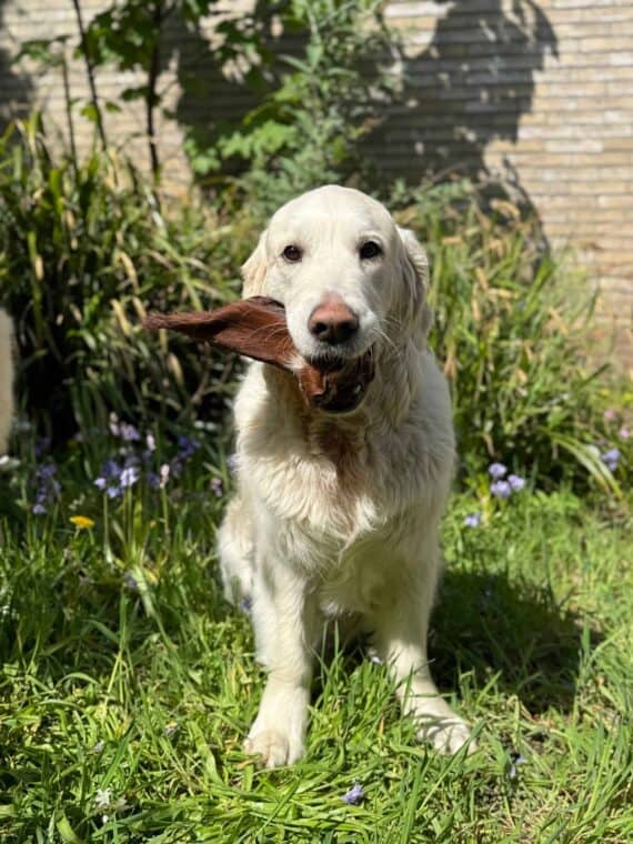 🐄 Orecchie di Bovino Essiccate con Pelo per Cani – 5 Pezzi - immagine 2