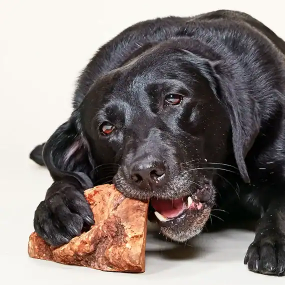 radice di erica per cani